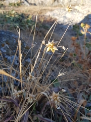Allium geyeri tenerum