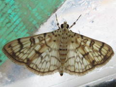 Haritalodes derogata