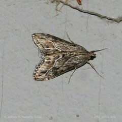 Evergestis subterminalis