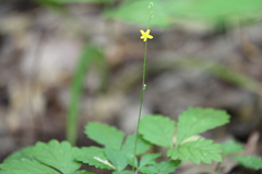 Agrimonia rostellata
