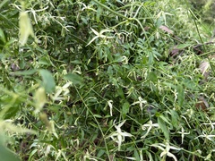 Clematis microphylla