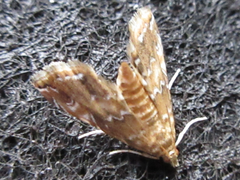 Elophila turbata