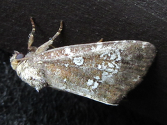 Dysmilichia gemella