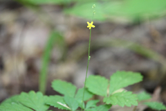 Agrimonia rostellata