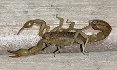 Paravaejovis spinigerus