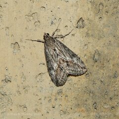 Evergestis subterminalis