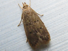 Brachmia modicella