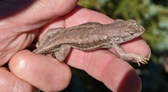 Sceloporus graciosus gracilis