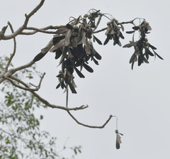 Gyrocarpus americanus