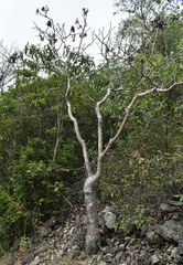 Gyrocarpus americanus