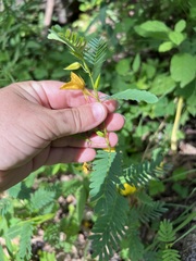 Chamaecrista