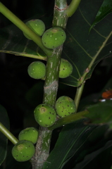 Ficus luschnathiana