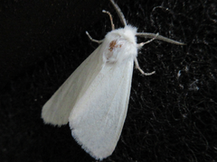 Hyphantria cunea