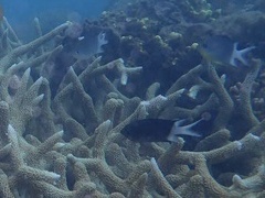 Acanthochromis polyacanthus