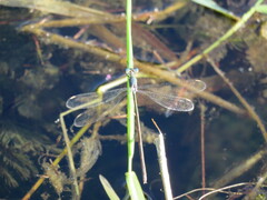 Lestes vigilax