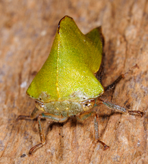 Telamona excelsa
