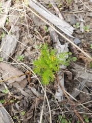 Tripleurospermum inodorum