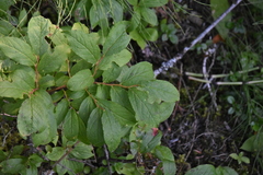 Vaccinium membranaceum