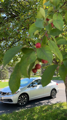 Amelanchier arborea
