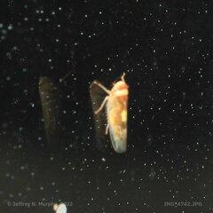 Athysanini