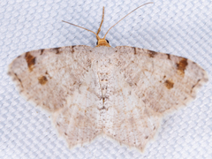 Macaria bisignata
