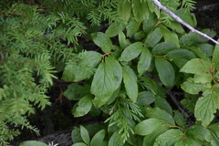 Vaccinium membranaceum