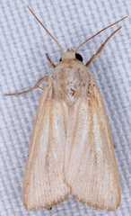 Mythimna oxygala