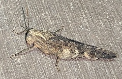 Lactista gibbosus
