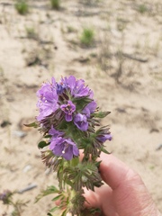 Phacelia franklinii