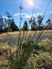 Juncus effusus
