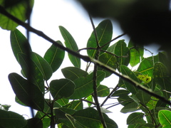 Ficus tonduzii