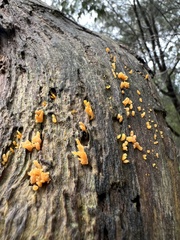 Dacrymycetaceae