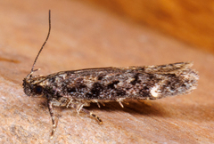 Chionodes mediofuscella