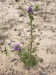 Phacelia franklinii