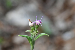 Vernonia greggii