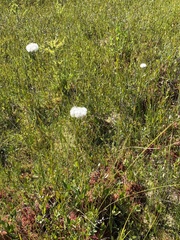 Eriophorum virginicum