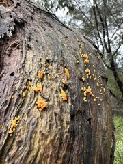 Dacrymycetaceae