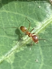 Dorymyrmex bureni