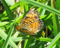 Phyciodes tharos