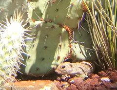 Xerospermophilus spilosoma