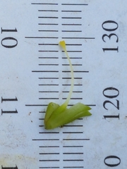 Erythranthe michiganensis