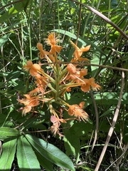 Platanthera ciliaris