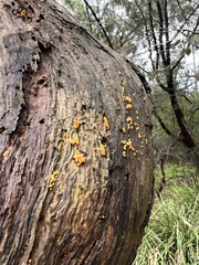 Dacrymycetaceae