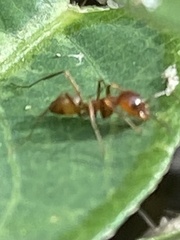 Dorymyrmex bureni