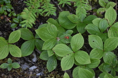 Arctocrania