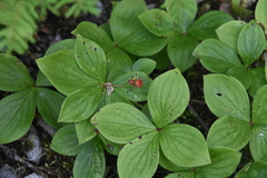 Arctocrania