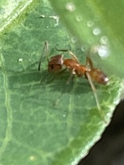 Dorymyrmex bureni
