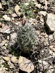 Neolloydia conoidea
