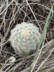 Echinocereus reichenbachii caespitosus