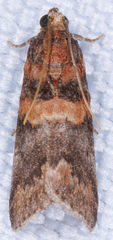 Acrobasis angusella